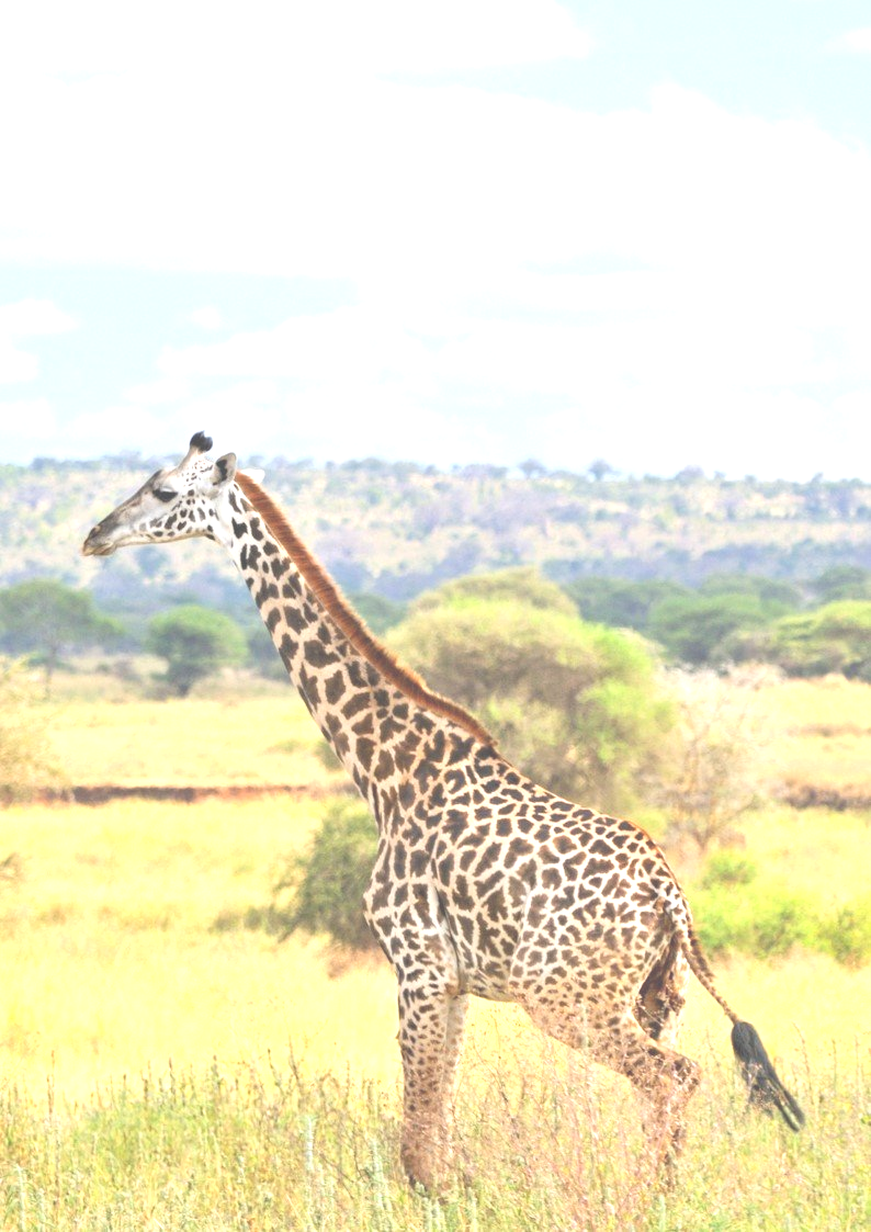 giraffa