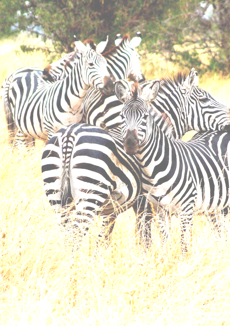 zebre