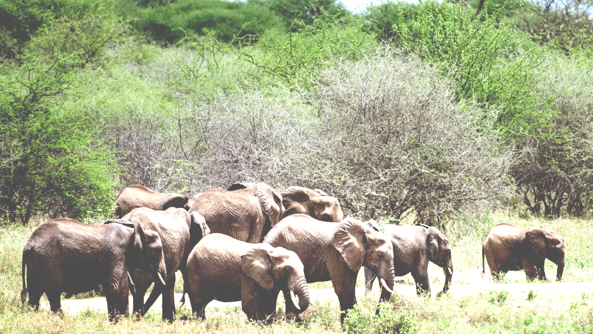 Tembo
