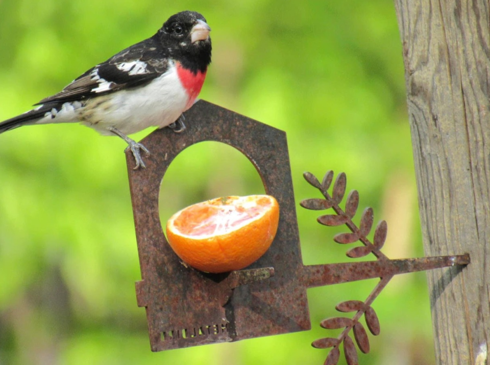 Metalbird outdoor Bird Art 