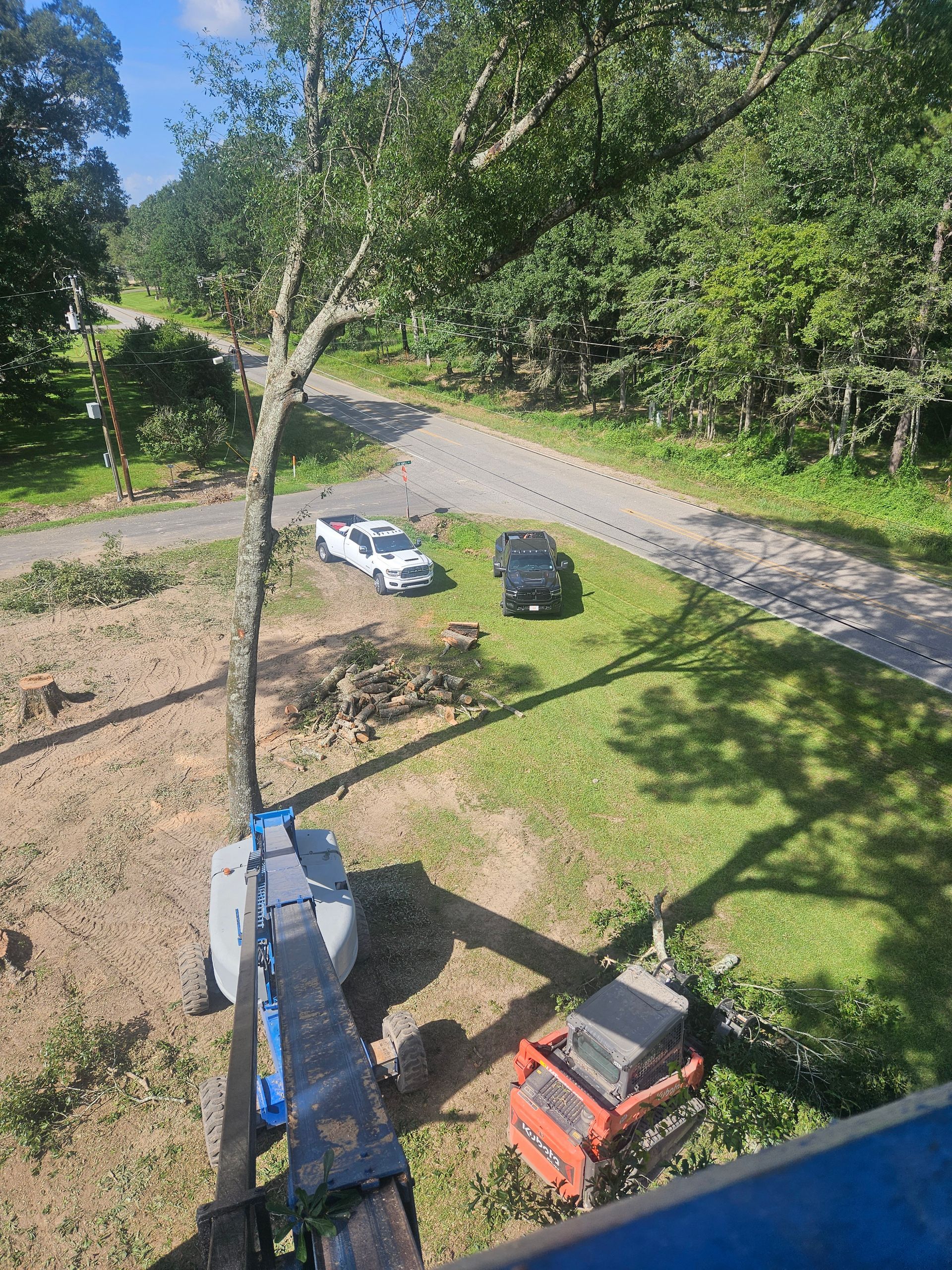A large, sprawling oak tree stands centered in a residential yard with palm trees, houses, and a clear blue sky.