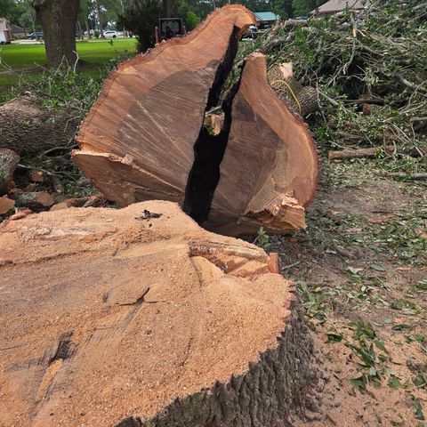 An arborist wearing safety gear uses a chainsaw to trim a tree branch from a yellow aerial lift bucket.