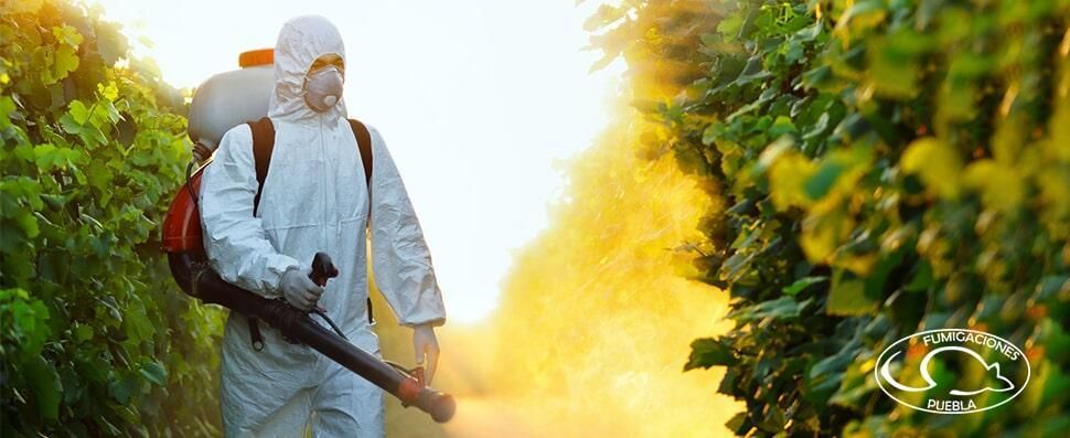 Fumigaciones Puebla Fumigaciones Puebla