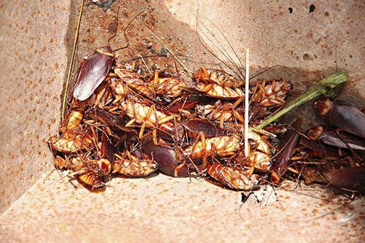 plagas, Fauna nociva, Fumigaciones, Recomendaciones