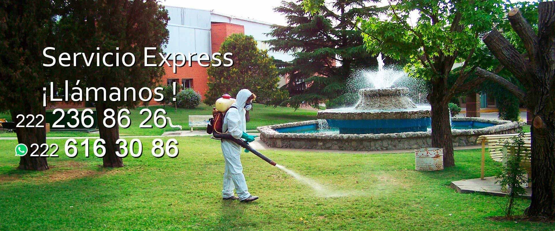 Fumigaciones Puebla