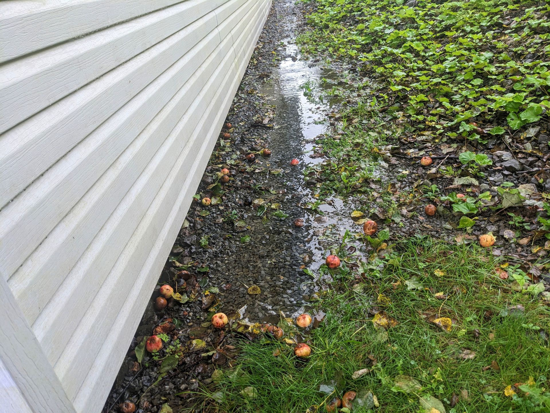 Water pooled along a white-sided building with fallen apples and foliage.