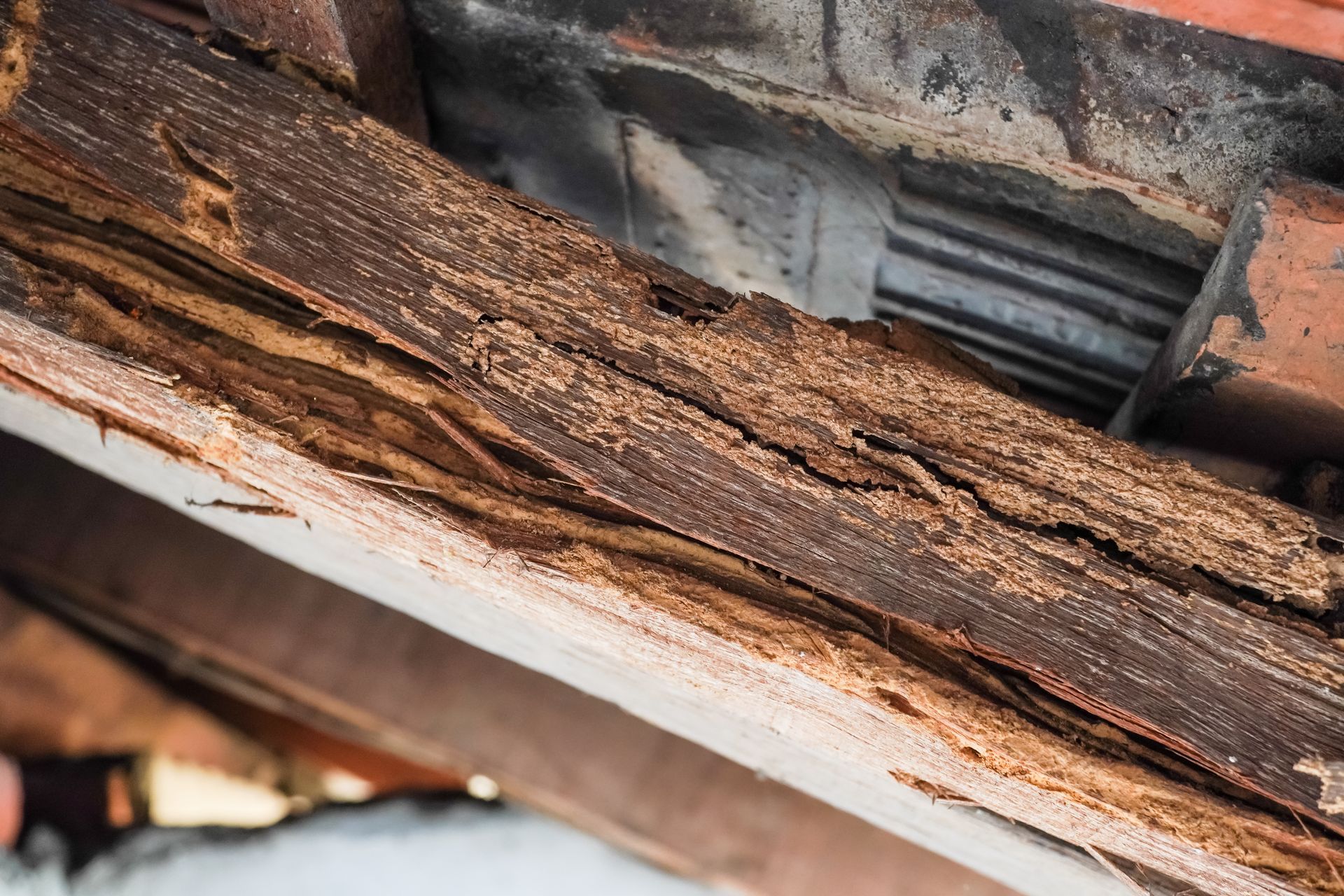 Pest infestations solutions in Newnan, GA