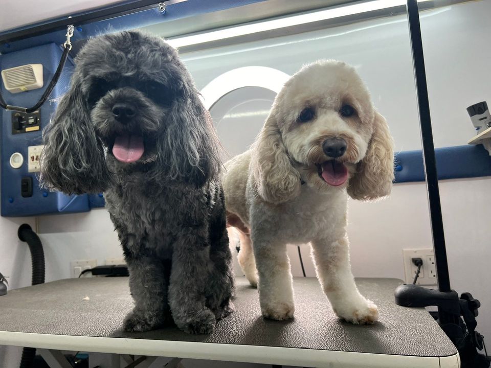 Two small dogs are standing next to each other on a grooming table.