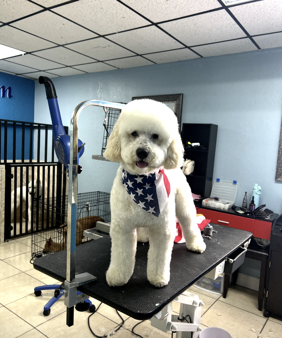 A small white dog is standing on a grooming table.