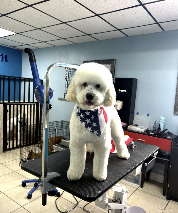 A small white dog is standing on a grooming table.
