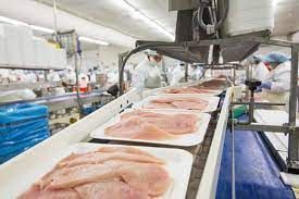 Raw chicken fillets on a conveyor belt in a food processing plant