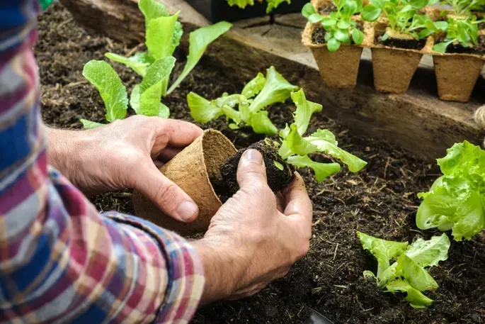 Hands planting young lettuce seedlings in a garden bed with soil and small pots nearby