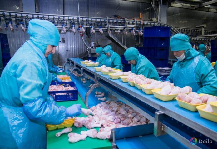 Workers in blue protective suits sorting poultry on a factory processing line