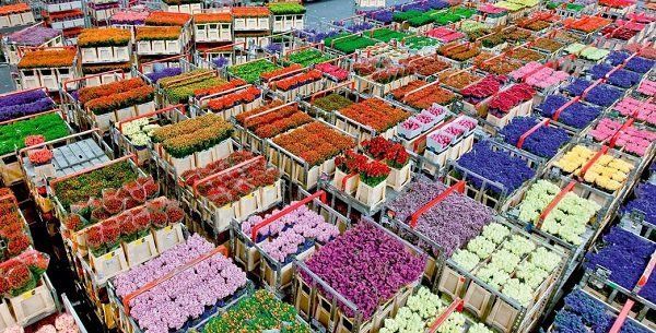 Rows of colorful flower crates in a market, with red, purple, pink, and white blooms packed tightly together