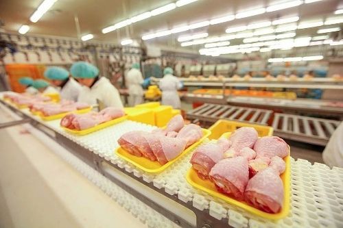 Trays of raw chicken on a factory conveyor with workers in hairnets processing meat in a bright industrial plant