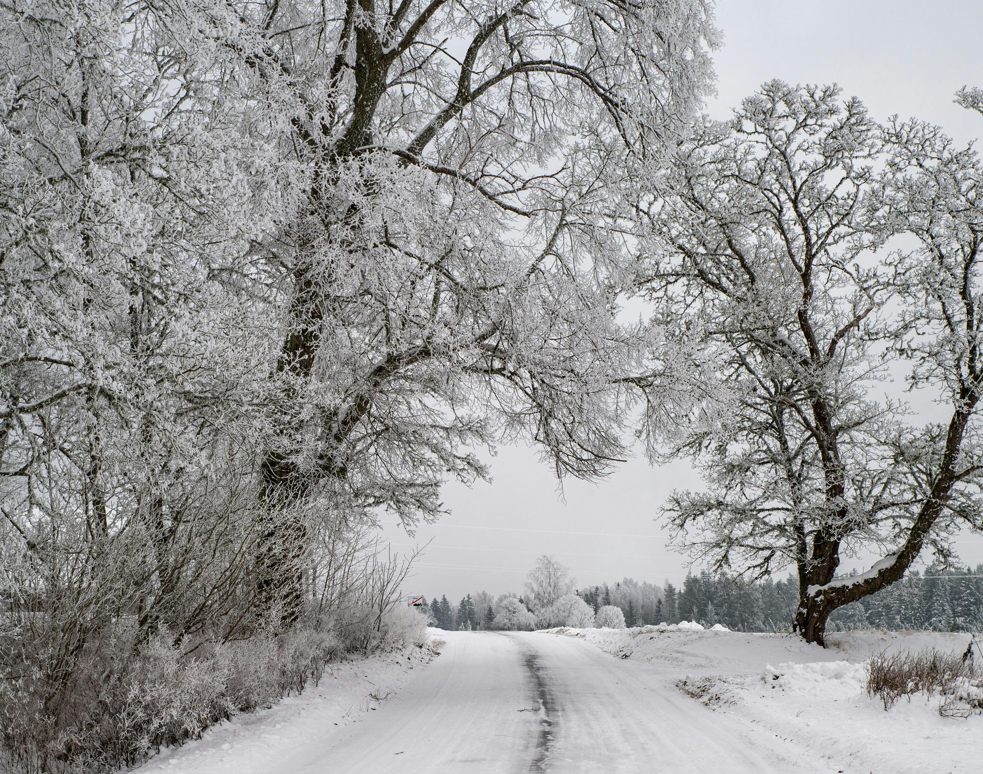 winter