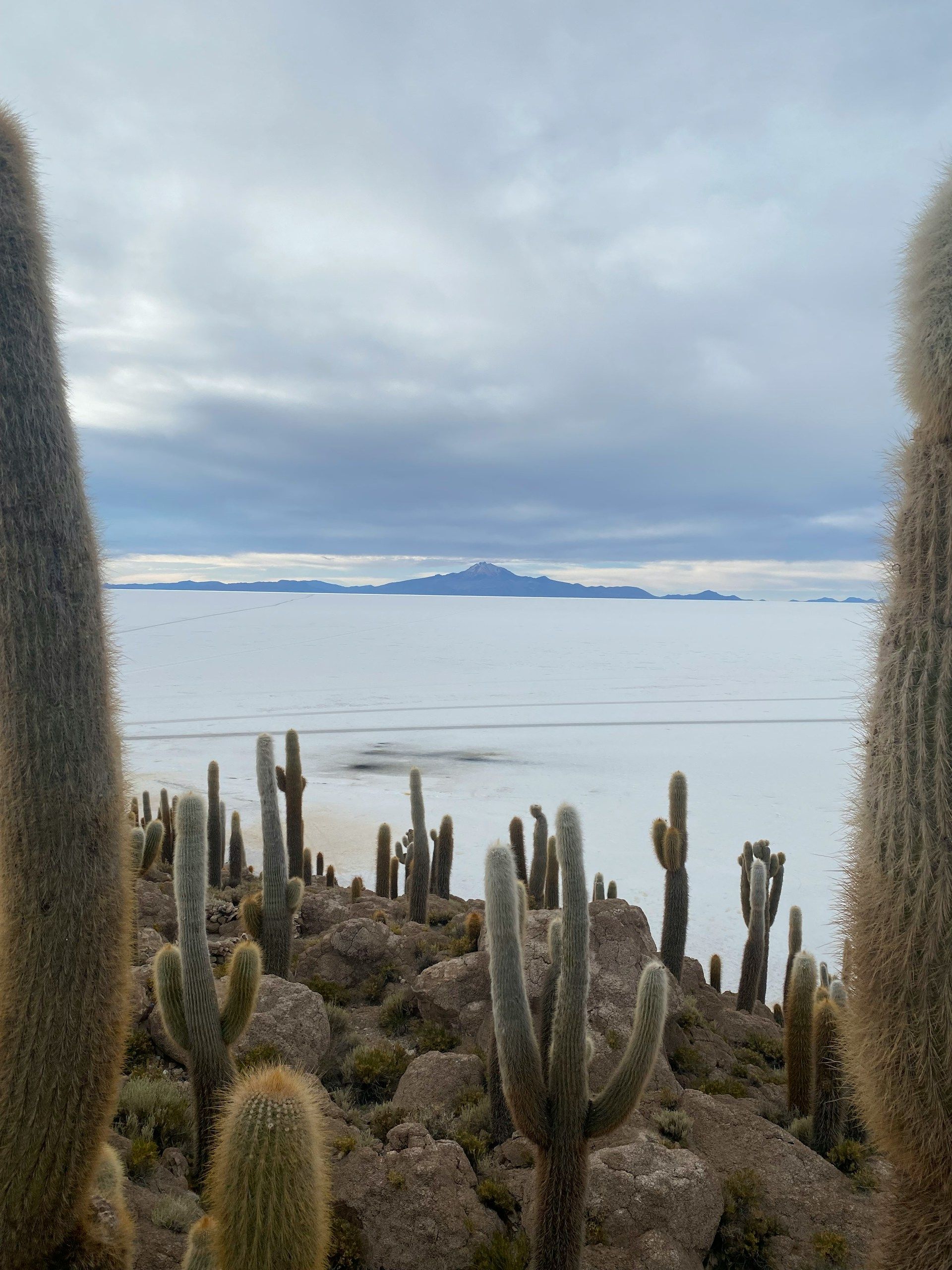 Cactus y costa rocosa con vistas a un mar en calma bajo un cielo nublado, con una isla lejana en el horizonte.