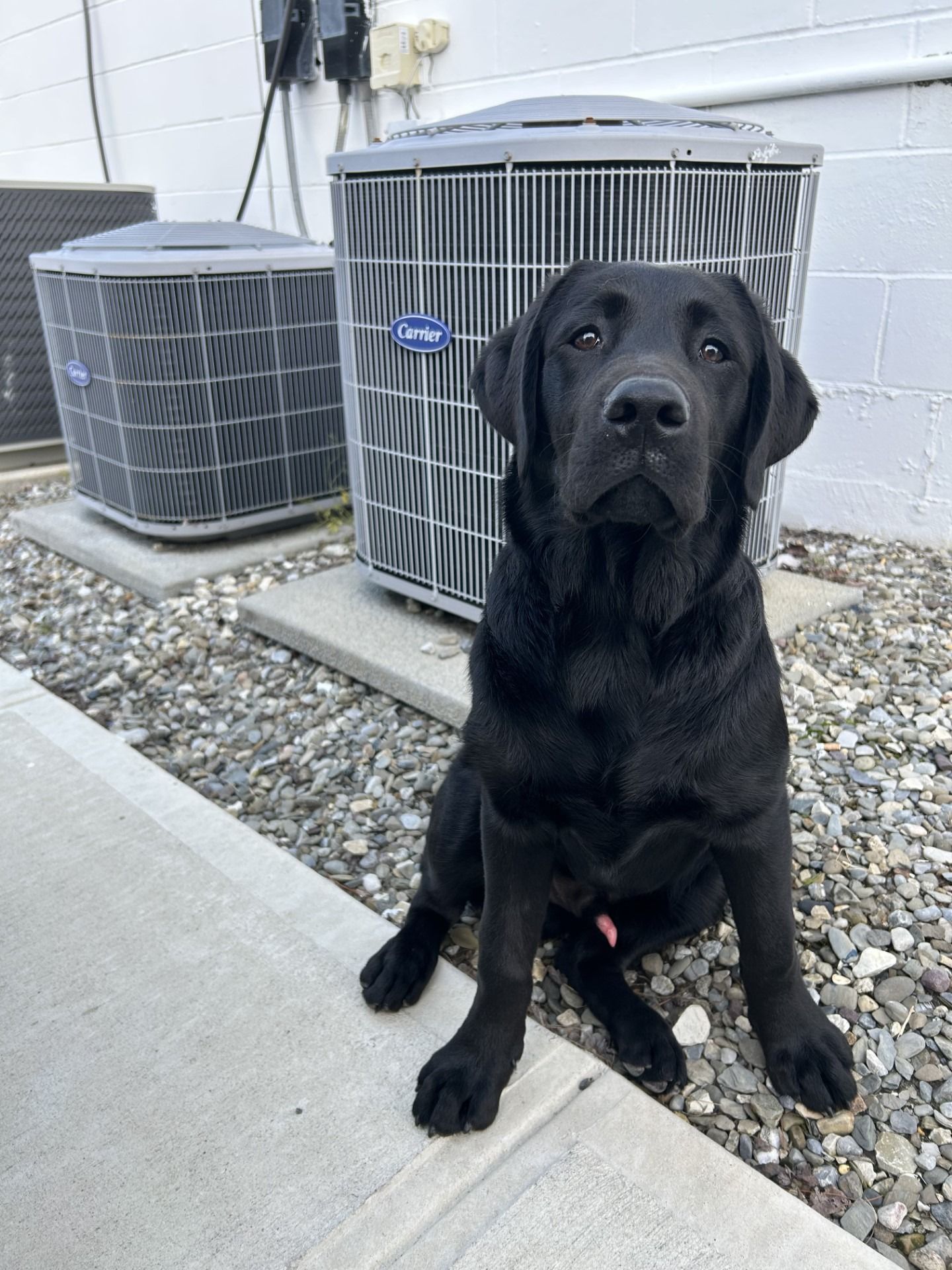 Black Labrador sitting on a sidewalk beside two outdoor AC units, looking at the camera.