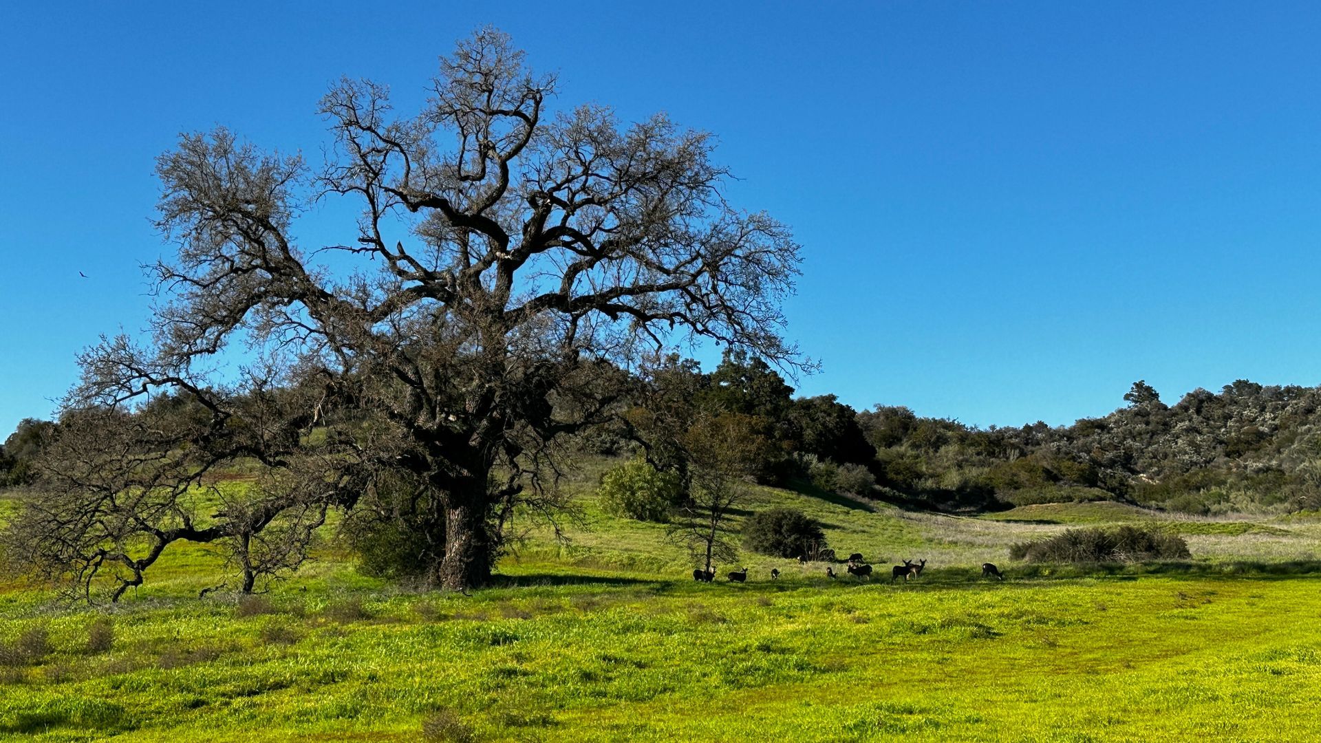 Ojai valley trees