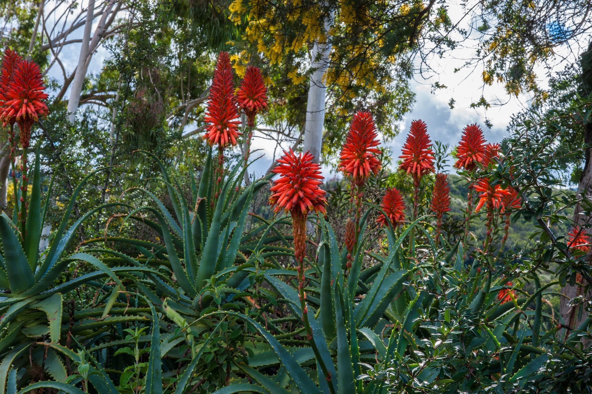 Ojai plants