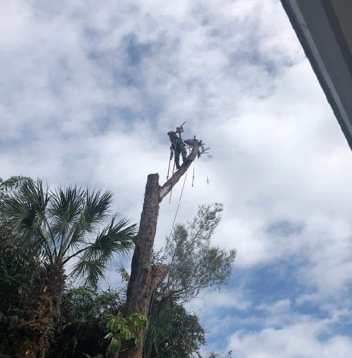 Tree trimmer working atop a cut palm tree against a cloudy sky