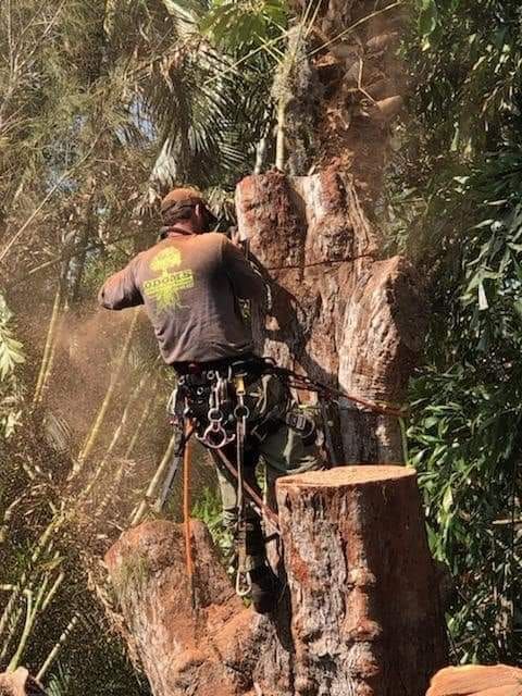 Person using climbing gear works on a tall tree trunk in a wooded area.