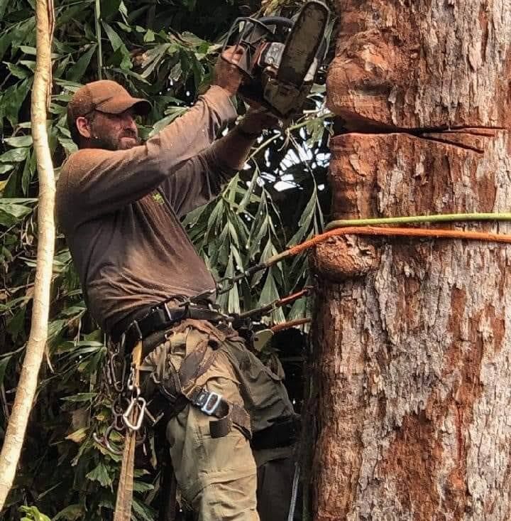 Arborist using a chainsaw to cut a large tree trunk while secured by climbing gear