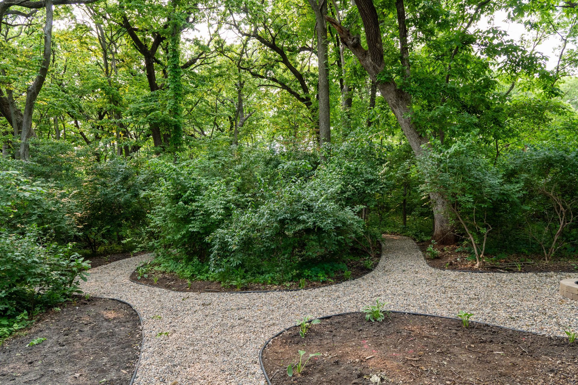 Curving gravel path through lush green trees and shrubs in a wooded garden