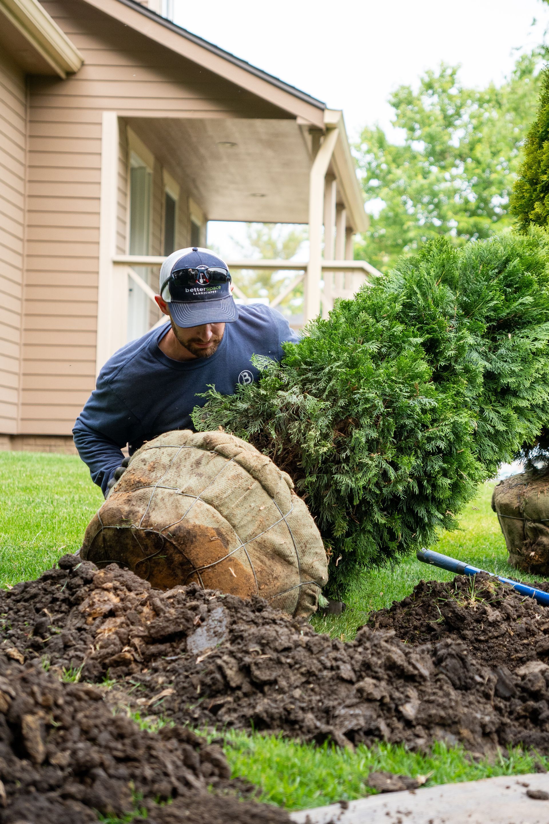 Worker uprooting a large shrub in a yard beside a beige house