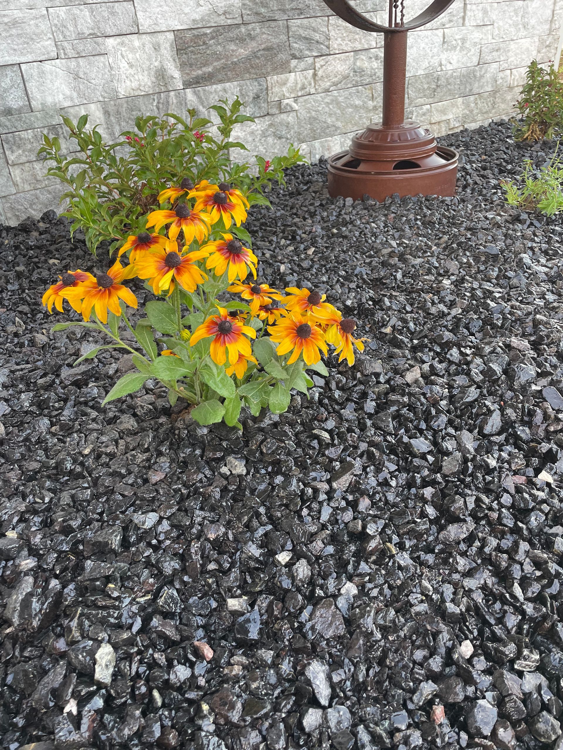 Yellow-orange flowers in a gravel bed beside a stone wall and metal post.