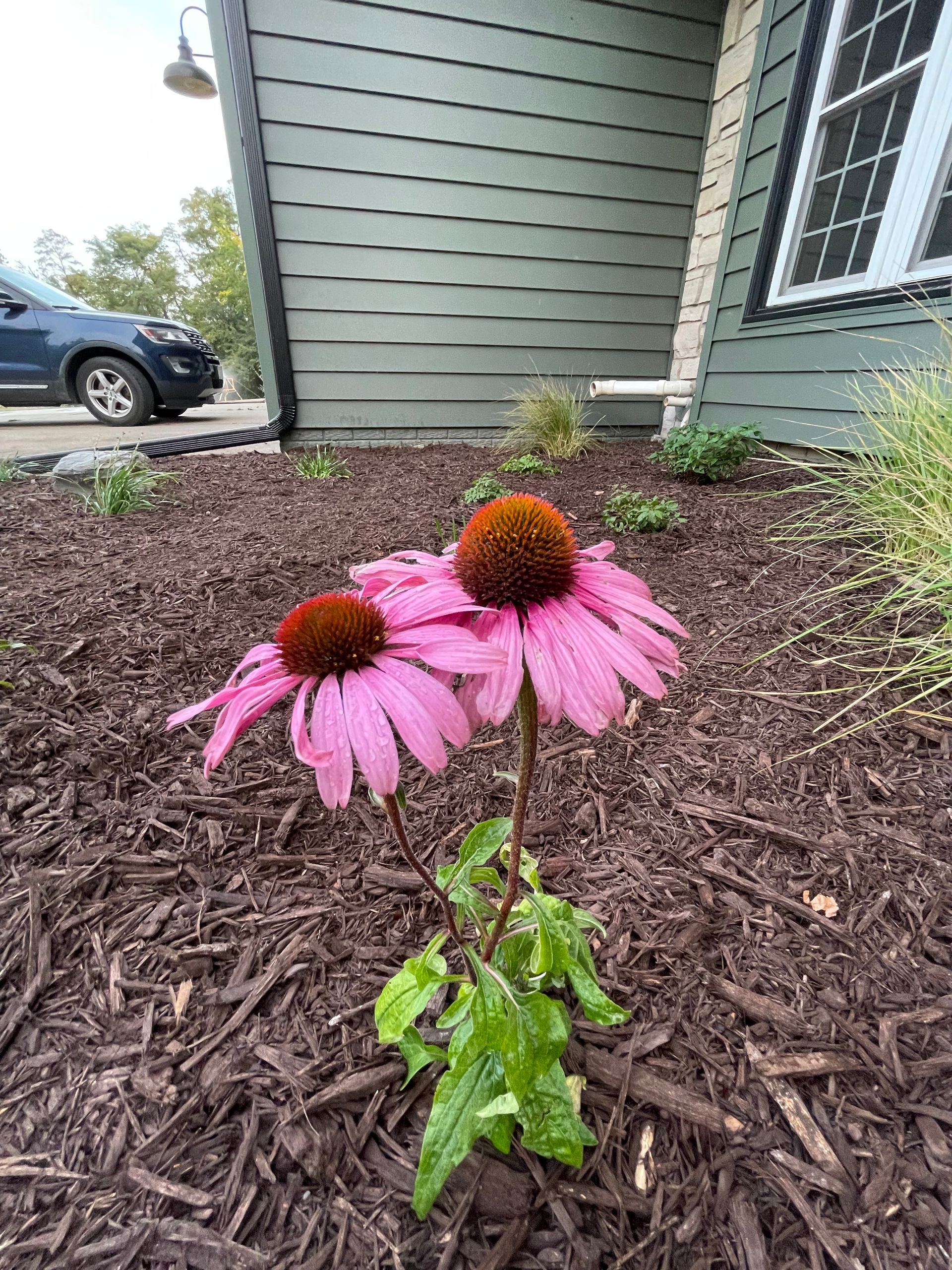 Pink coneflowers blooming in a mulched front yard beside a house