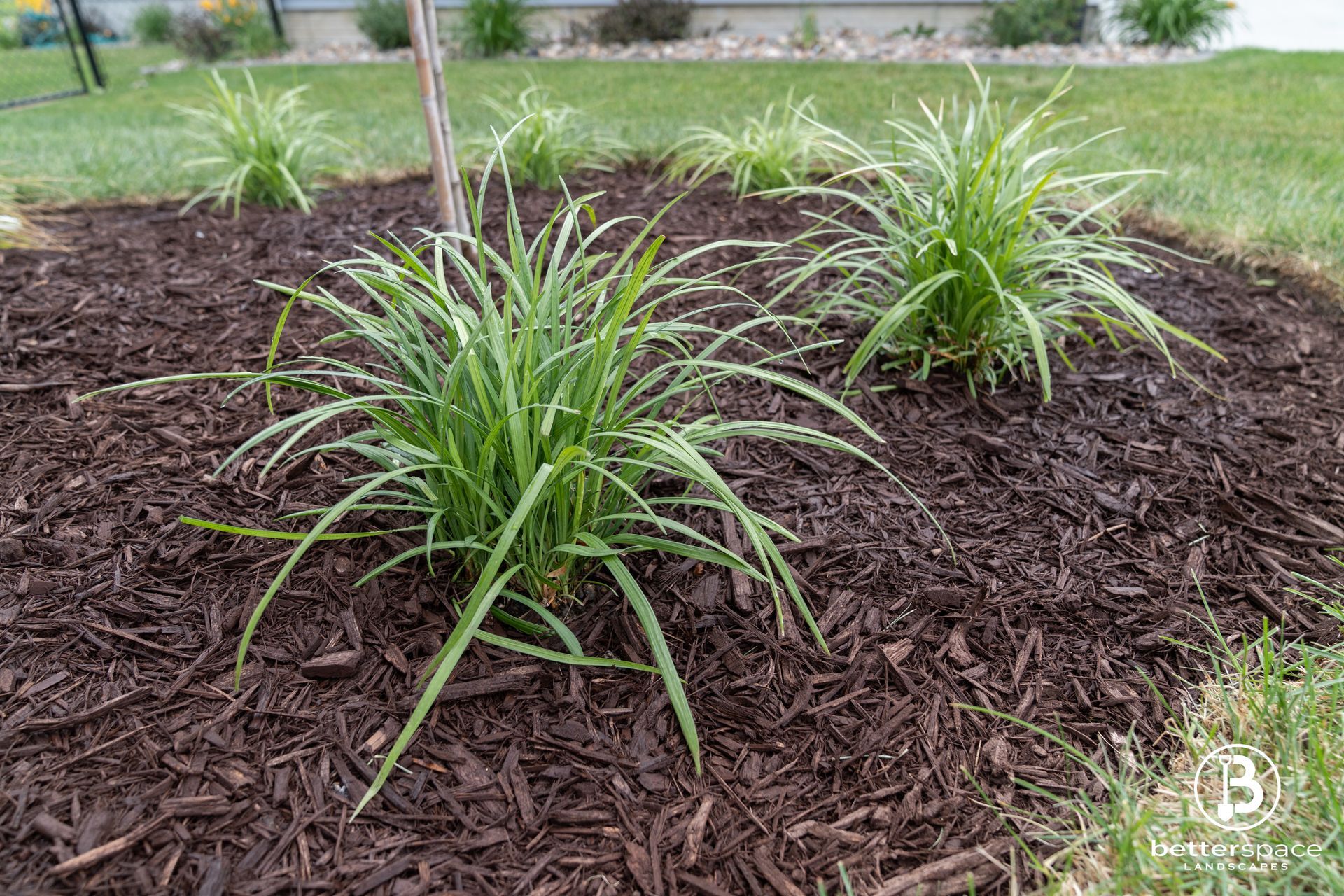 Mulched garden bed with three tufts of green ornamental grass on a lawn