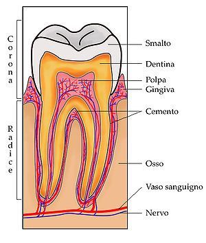 schema del dente