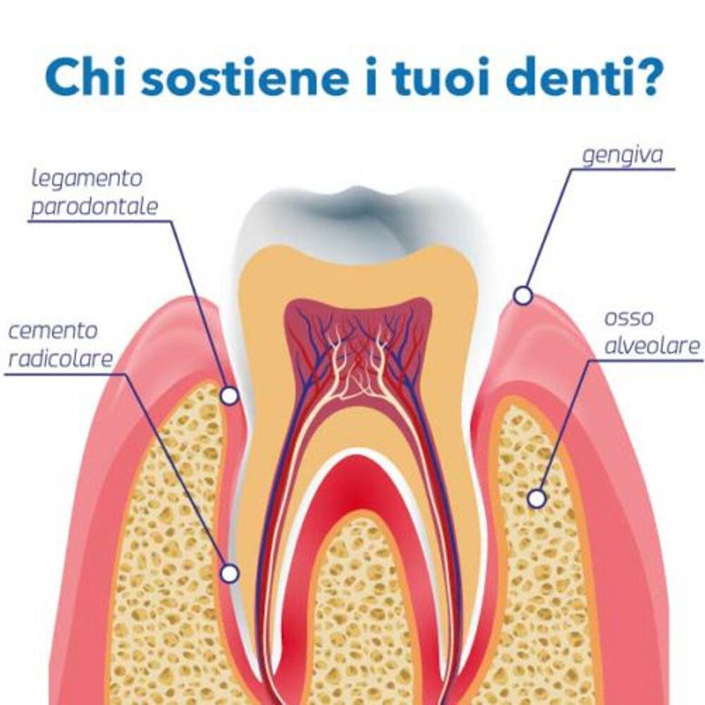 Esempio di parodonto