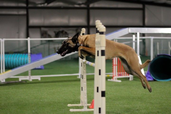 A Belgian Malinois leaping over a jump bar during an indoor dog agility competition on a synthetic turf course.