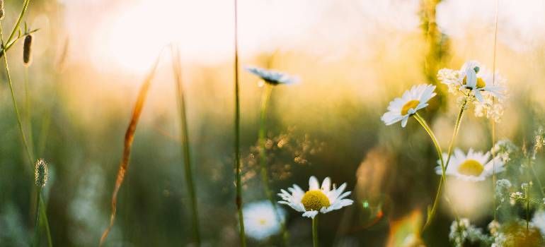 White daisies in a sunlit meadow with soft golden bokeh background