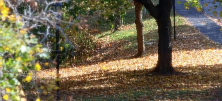 Tree-lined path covered in fallen autumn leaves beside a road
