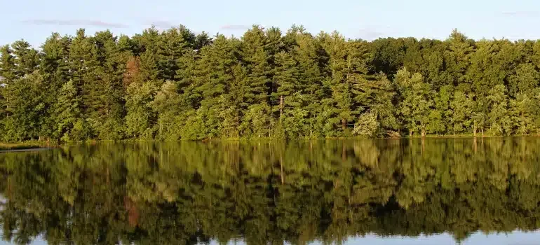 Tree-lined shoreline reflected in calm water under warm sunlight