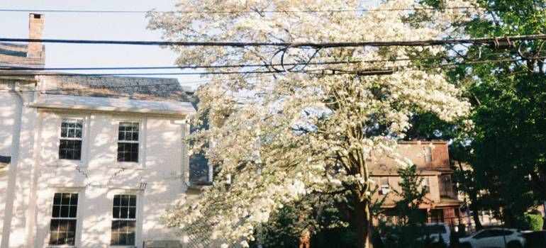 Spring trees blooming beside white and brick buildings under power lines
