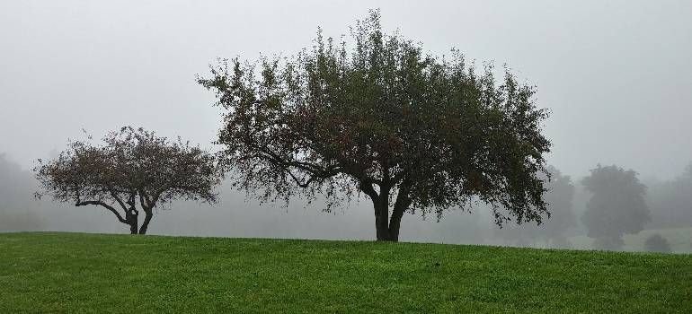 Foggy landscape with two lone trees on a green field
