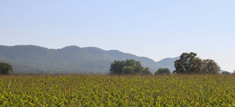 Green crop field with distant blue mountains under a clear sky