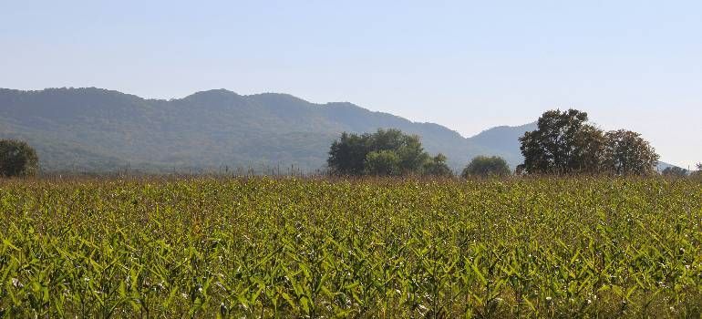 Wide green field with distant mountains under a clear sky