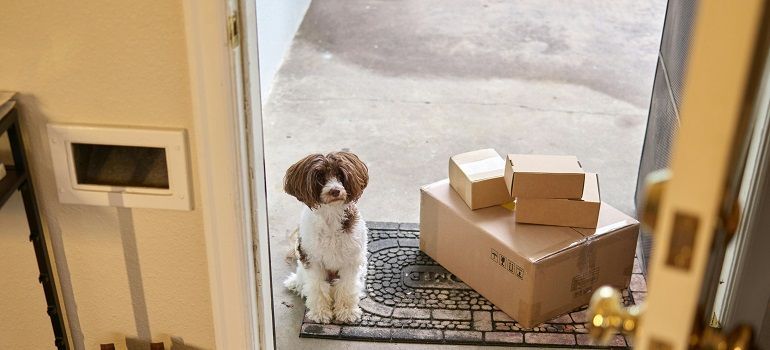 Small brown-and-white dog at the open front door beside two cardboard boxes on a doormat.