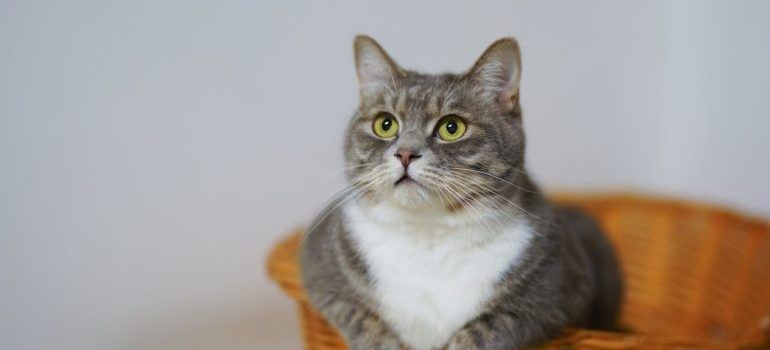 Gray tabby cat with white chest sitting on a wicker chair, looking alert against a plain wall