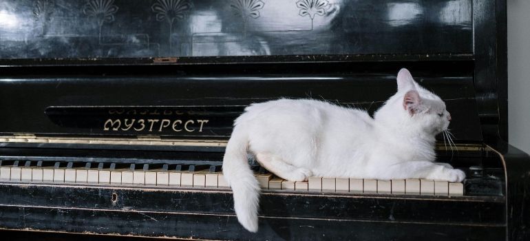 White cat lying on an old black piano keyboard, facing right