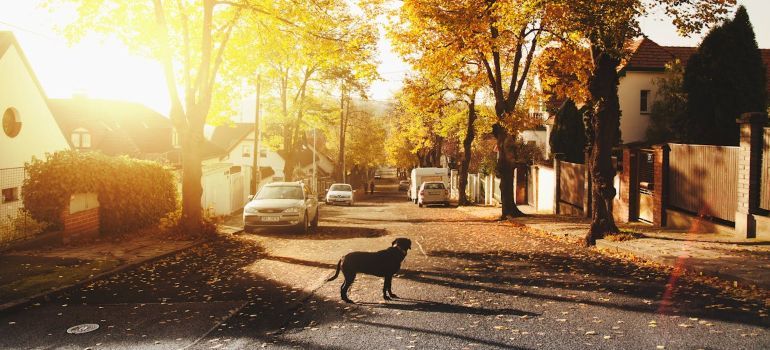 Dog walking across a sunlit autumn street with parked cars and yellow-leaved trees