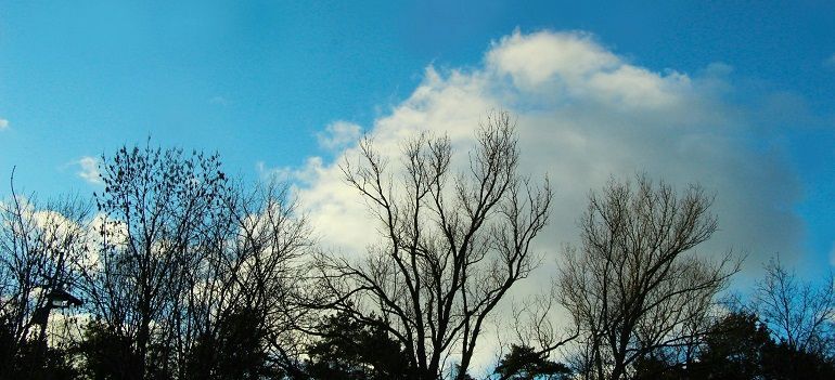 Bare tree silhouettes against a bright blue sky with a large white cloud