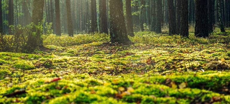 Sunlit forest floor with bright green moss and tall tree trunks in the background