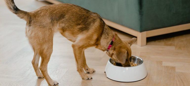 Brown dog eating from a white bowl on a wooden floor indoors