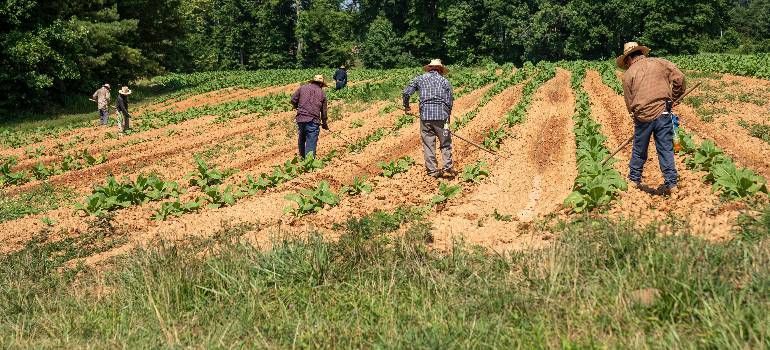 Three workers tend rows of crops in a green field under a clear sky.